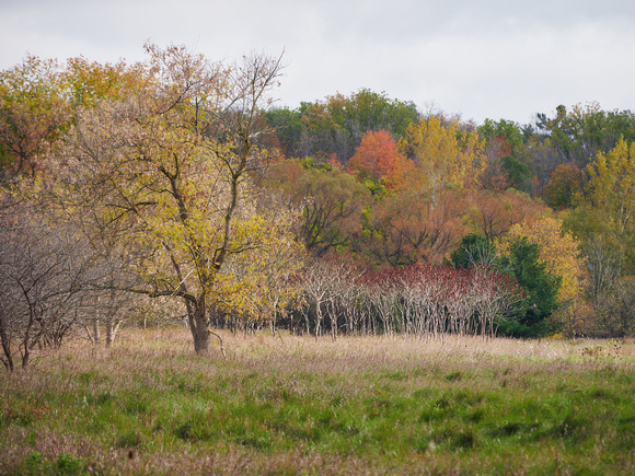 The Middle of Credit Meadows, Autumn 5