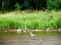 Great Blue Heron Downstream by the Rock