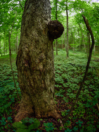 March Through the Entwood 4