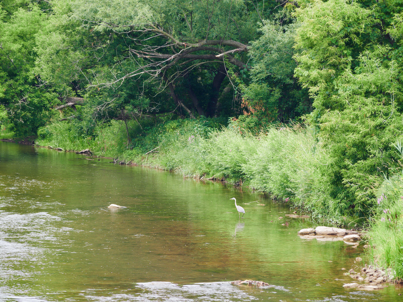 Great Blue Heron Upstream, Shoreline, Arching Willow