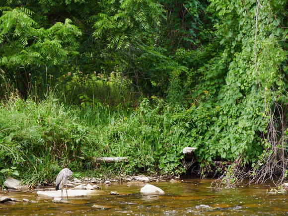 Great Blue Heron Between the Hanging Vines II