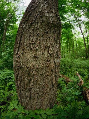 March Through the Entwood 5