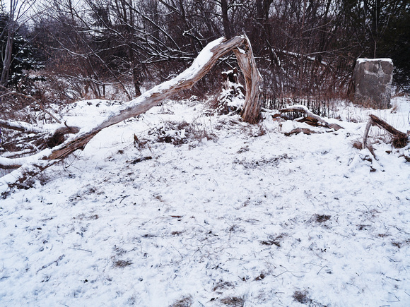 Dead, Fallen Tree Trunk and Trampled Snow