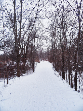 Snow-Covered and Tree-Lined Culham Trail