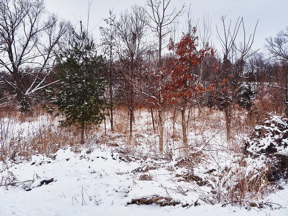 Grove of Ash, Birch, and Pine in Winter, Riverview Park