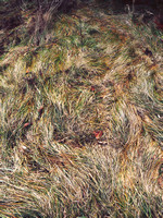 Grass Pattern 12