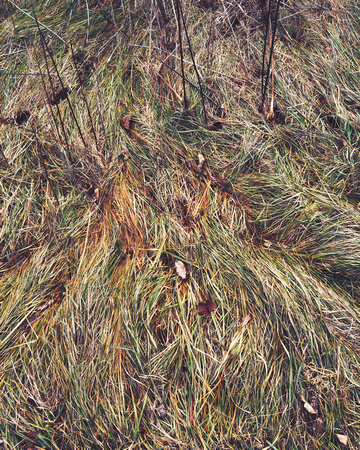 Grass Pattern 11