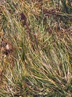 Grass Pattern 10