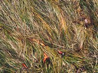 Grass Patterns
