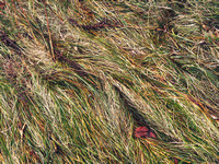 Grass Pattern 8