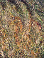Grass Pattern 6