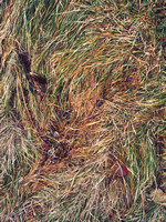 Grass Pattern 4