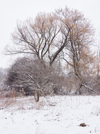 The Middle of Credit Meadows, Winter 9