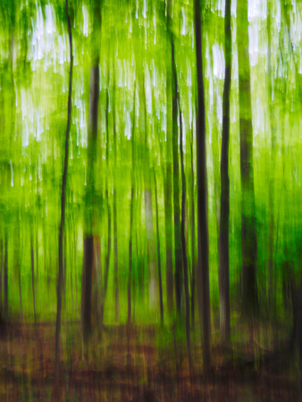 Summer Forest Impression 12