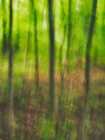 Summer Forest Impression 17