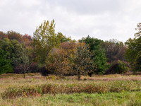 The Middle of Credit Meadows, Autumn 7