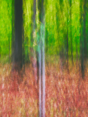 Autumn Forest Impression 15