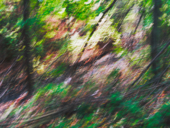 Autumn Forest Impression 12