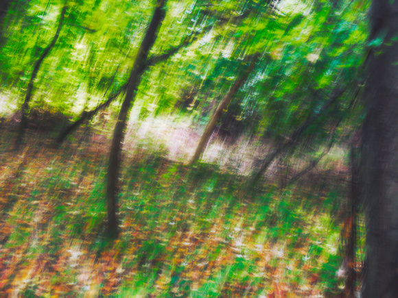 Autumn Forest Impression 10
