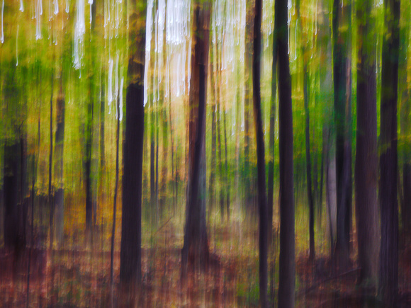 Autumn Forest Impression 21