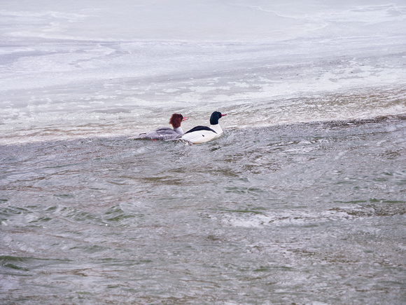 Two Merganser Ducks Lined Up and Swimming (and Struggling) Up the Credit River