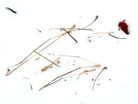 Panicles in Snow 4