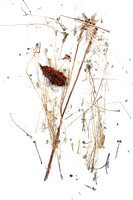 Panicles in Snow 6