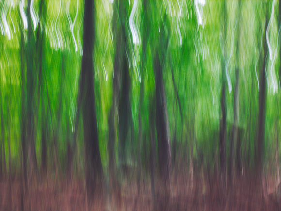 Summer Forest Impression 10