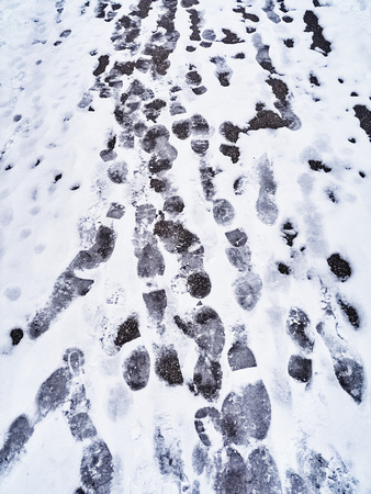 Snow Prints on the Culham Trail, Riverview Park
