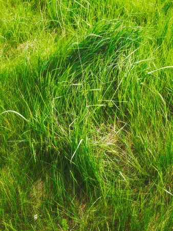 Wave of Grass