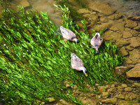 Three Ducks Feed Among the Waterweeds