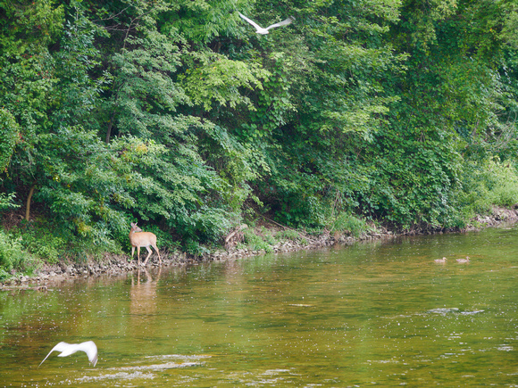 Deer by the River with Seagulls and Ducks