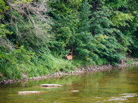 Deer Feeding by the River I