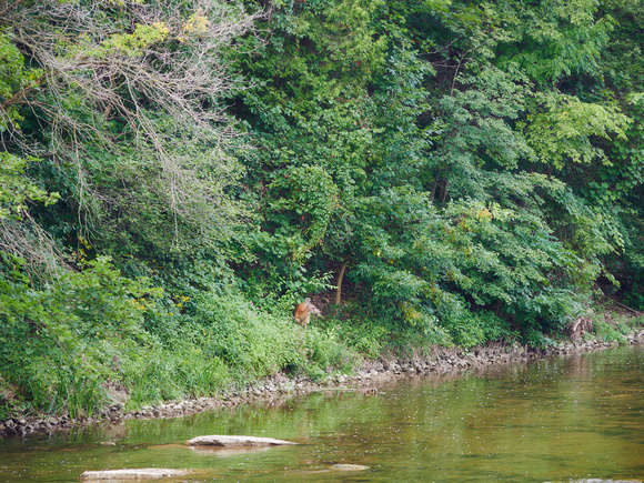 Deer Feeding by the River II