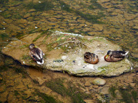 Three Ducks Rest on a Rock