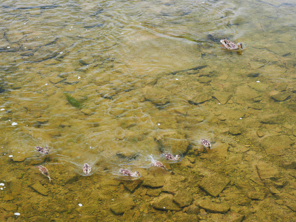 Mother Mallard Follows Her Ducklings I