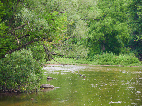 Heron Looks Back to Shore