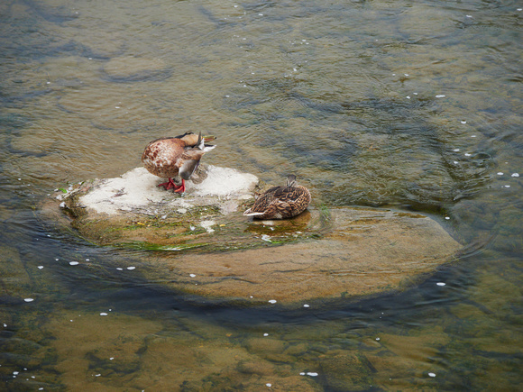 Ducks Preen and Rest on a Rock