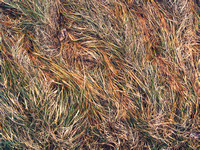 Grass Pattern 5