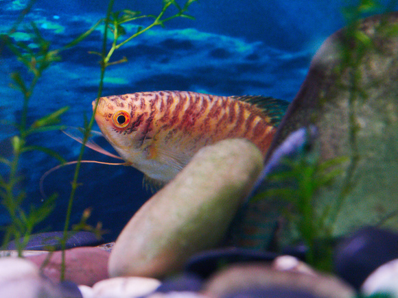 Gourami 1