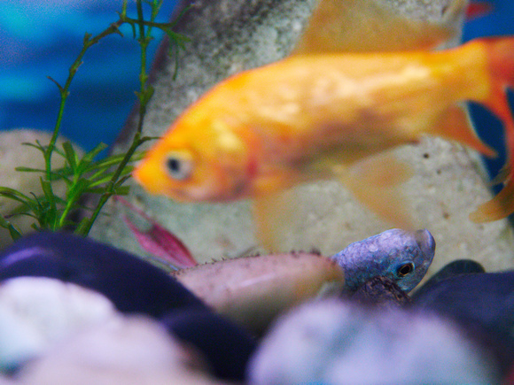 Cichlid 5