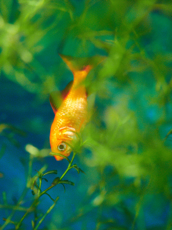 Goldfish 3