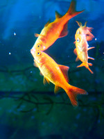 Goldfish 4