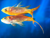 Goldfish 5