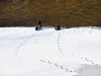 A Couple of Ducks Walked to the Edge of the Ice Together