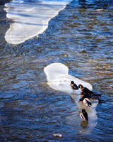 Six Ducks West on an Island of Ice