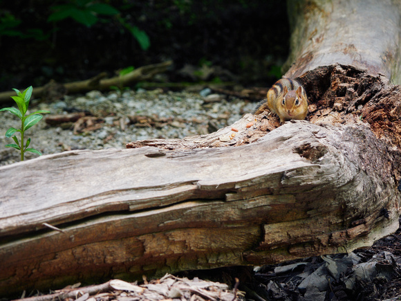 Chipmunk on a Fallen Tree in Riverwood II