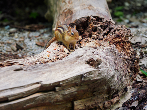 Chipmunk on a Fallen Tree in Riverwood III
