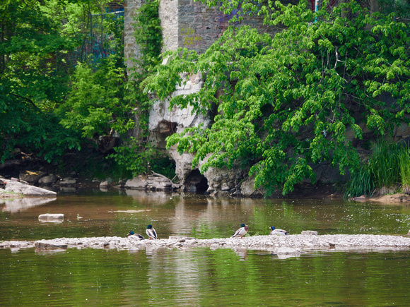 Male Mallards Resting on a Bar of River Rocks