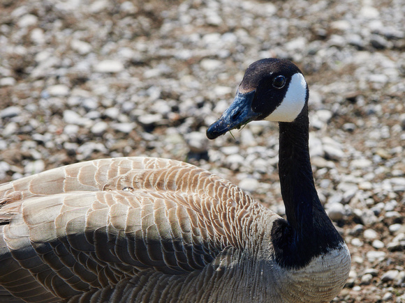 Canada Goose Pauses Feeding to Look Back at Something